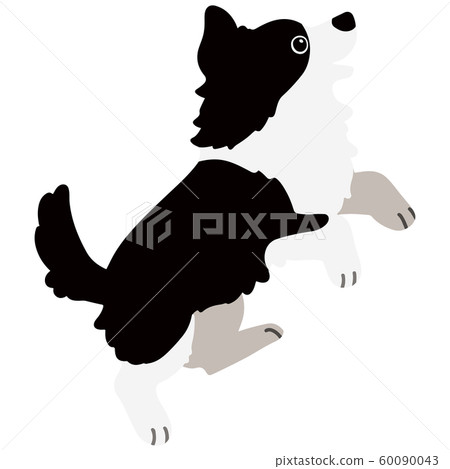 Jumping border collie no outline 60090043