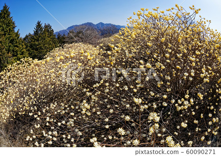 Nakdong Maru Ridge Line seen from Mitsuta Group of Mt. Gongen, Nishitanzawa 60090271