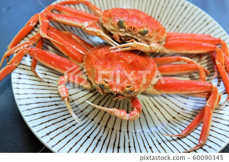 Kobako crab crab crab material background crab Kanazawa city Ishikawa prefecture Kobako crab crab crab material background crab Kanazawa city Ishikawa prefecture 60090345