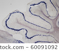 In situ hybridization_1 targeting mouse cerebellum Slc1a3 gene mRNA 60091092