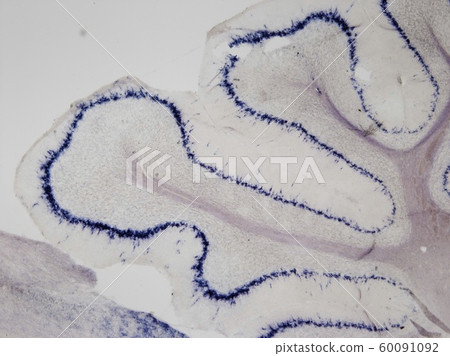 原位雜交_1靶向小鼠小腦Slc1a3基因mRNA 原位雜交_1靶向小鼠小腦Slc1a3基因mRNA 60091092