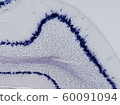 In situ hybridization_2 targeting mouse cerebellum Slc1a3 gene mRNA 60091094