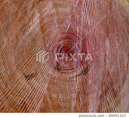 Cedar rings Cedar rings 60091325