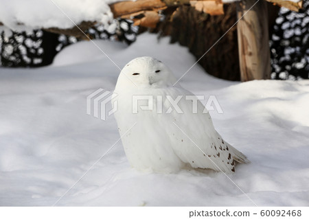 白貓頭鷹 60092468