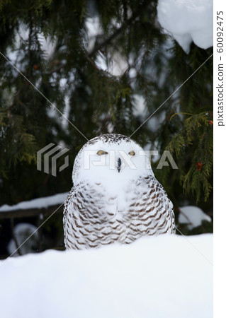 Snowy owl Snowy owl 60092475
