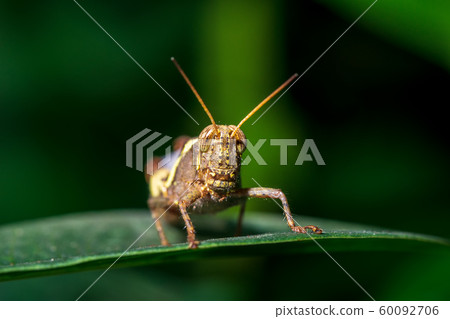 Macro picture of locust on green leaf nature close 60092706
