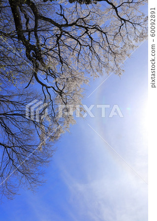 Cherry blossom, blue sky, sunlight 60092891