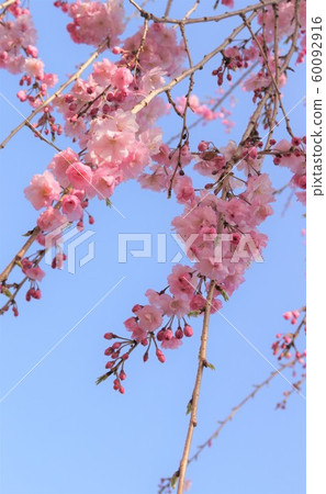 Shadesque and blue sky 60092916