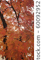 Maple 60092952