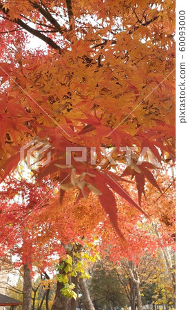 Red leaves Red leaves 60093000