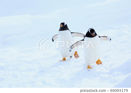 Gentoo penguin 60093179