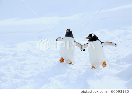 Gentoo penguin Gentoo penguin 60093180