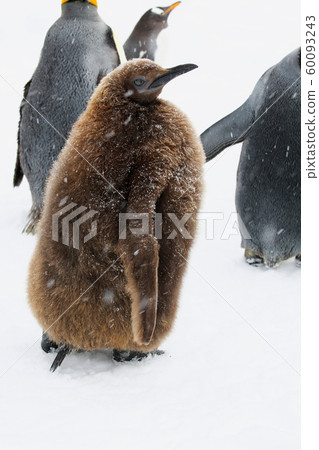 King Penguin's chick 60093243