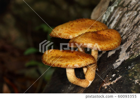 雨傘和把手上有秤，雨傘上只有粘液。美麗的棕褐色蘑菇 60093355
