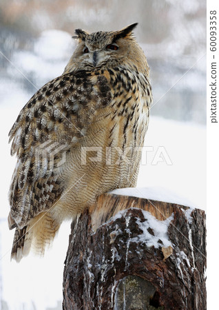 Eagle Misukazu Eagle Misukazu 60093358