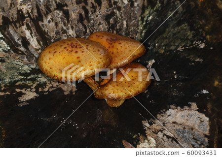 天然蘑菇似乎出現在闊葉樹的死樹上，例如石膏樹，柳科和樺科。 60093431
