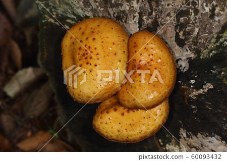 天然馬鈴薯numerizugimodoki，雨傘尺寸超過10厘米。從一個地方成長 60093432