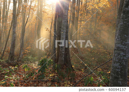 Asahi to the beech forest in late autumn-Healing Forest, Tadami Town, Fukushima Prefecture 60094137
