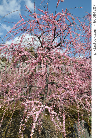 Weeping plum in Jonannomiya, Spring 60094207