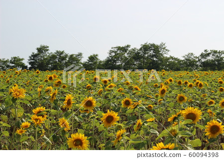 sunflower sunflower 60094398