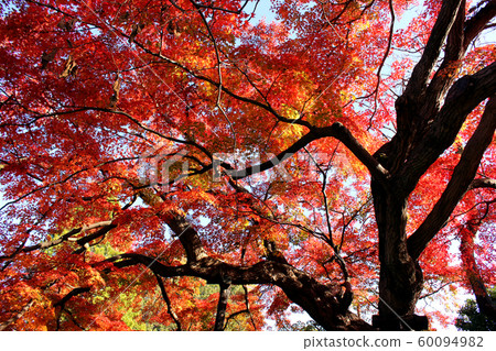 Autumn leaves of a large maple tree in Fukuzo-in (9) Autumn leaves of a large maple tree in Fukuzo-in (9) 60094982