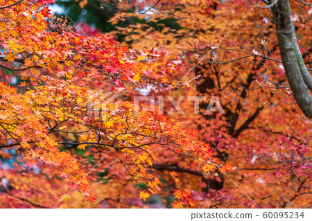 Kasumigajo Park in autumn and autumn leaves Nihonmatsu Castle (Fukushima Nihonmatsu) 60095234