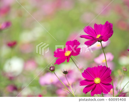 盛開的波斯菊領域 60095408