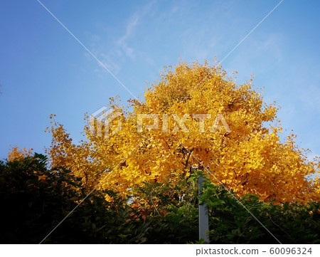大銀杏樹撲向天空 60096324