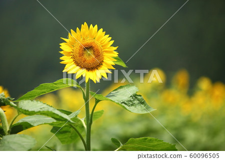 Sunflower in Sayo-cho 60096505