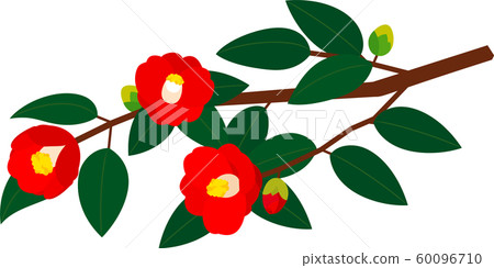 椿椿早春 椿椿早春 60096710