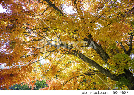Autumn image Beautiful Japanese autumn leaves 60096871