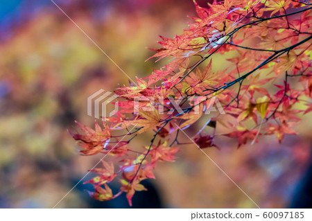 秋天的Kasumigajo公園和秋天的葉子日本松城堡(福島日本松) 秋天的Kasumigajo公園和秋天的葉子日本松城堡(福島日本松) 60097185