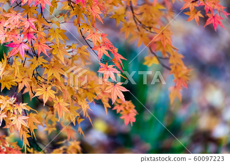 Kasumigajo Park in autumn and autumn leaves Nihonmatsu Castle (Fukushima Nihonmatsu) 60097223