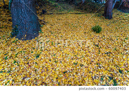 秋天的Kasumigajo公園和秋天的葉子日本松城堡（福島日本松） 60097403