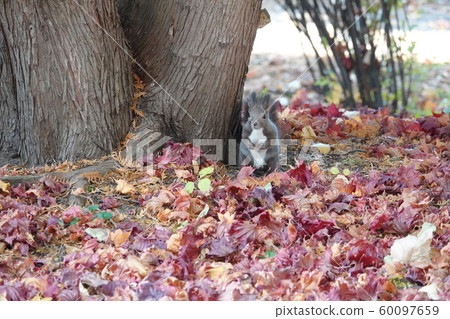 秋葉和 Ezoris 60097659