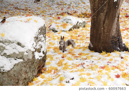 Autumn leaves and Ezoris 60097663