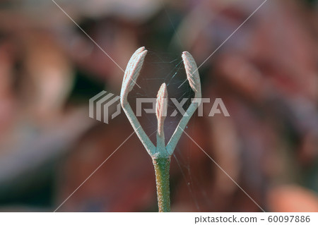 Wolves' winter buds in Tadami, Fukushima 60097886