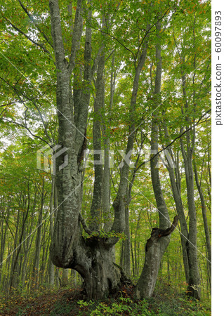 福島縣忠武町秋天的山毛櫸森林-鳥取山毛櫸森林 60097893