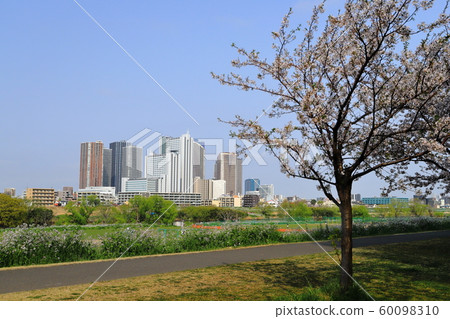 Tama River Spring 21st Century Cherry Blossoms and High-rise Buildings 60098310
