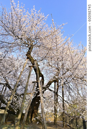 北本市石堂櫻 60098745