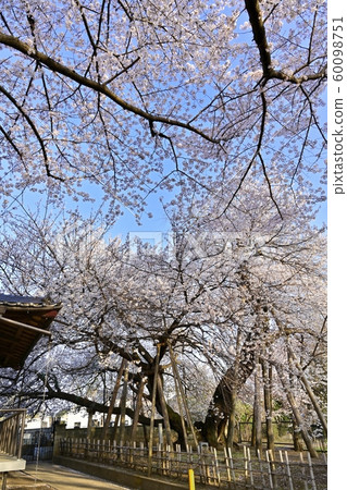 北本市石戶市東光寺寺院裡的吉野真美和櫻花 60098751