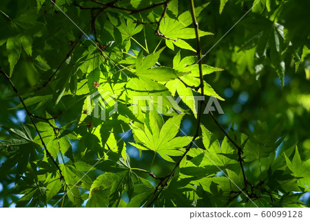 新鮮的綠色楓樹擊中太陽 60099128