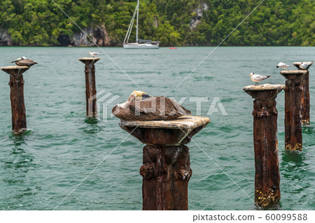 Los Haitises pelicans nest close up Los Haitises pelicans nest close up 60099588