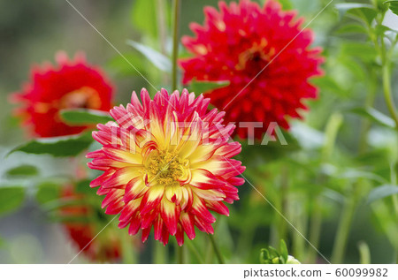 Dahlia 60099982