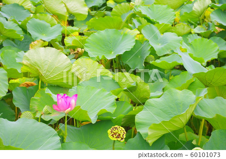 Lotus flower (pink) Lotus flower (pink) 60101073