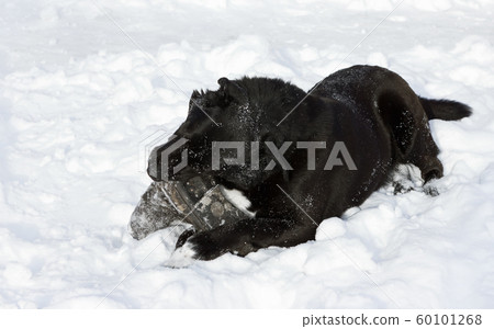 Black Dog Gnawing Old Boot Lying In The Snow 60101268