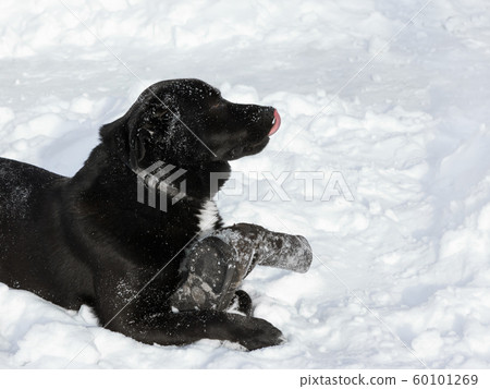 Black Dog Enjoys Games In The Snow 60101269