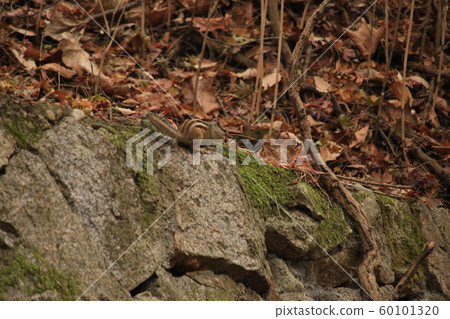 National Park, North Hansan, Jeongneung Valley National Park, North Hansan, Jeongneung Valley 60101320