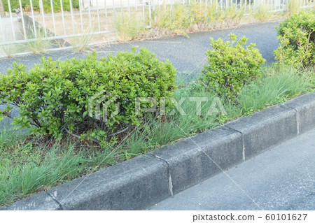 Sidewalk street trees Sidewalk street trees 60101627