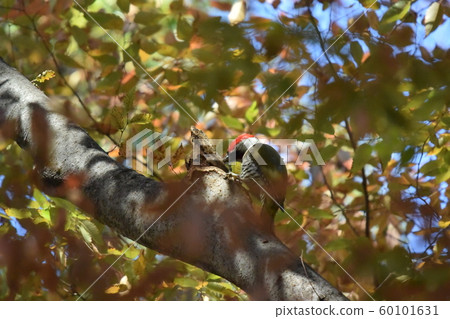 Aogera male Aogera male 60101631